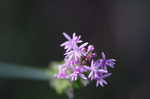 Procession flower